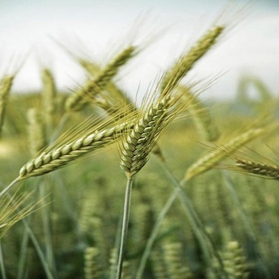 Timeline: Politicas Agrarias: Las Reformas Agrarias en America Latina