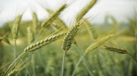 Timeline: Politicas Agrarias: Las Reformas Agrarias en America Latina