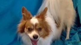 Timeline: ChrisAl Productions