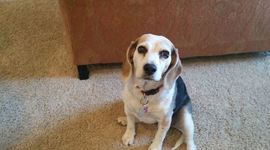 Timeline: Daisy's Timeline