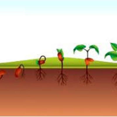 Timeline: DESARROLLO DE PLANTA