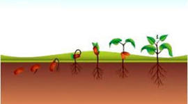 Timeline: DESARROLLO DE PLANTA