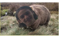 Timeline: Beaumaris lyf