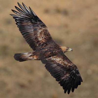 Timeline: REVOLUCION MEXICANA