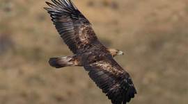 Timeline: REVOLUCION MEXICANA