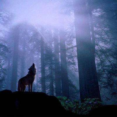 Timeline: Etapas De Mi Vida