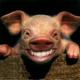 Download pig funny