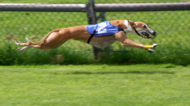 Timeline: Colorado Greyhound Racing