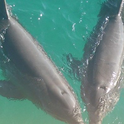 Timeline: THANIA NAVA