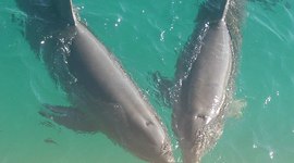 Timeline: THANIA NAVA