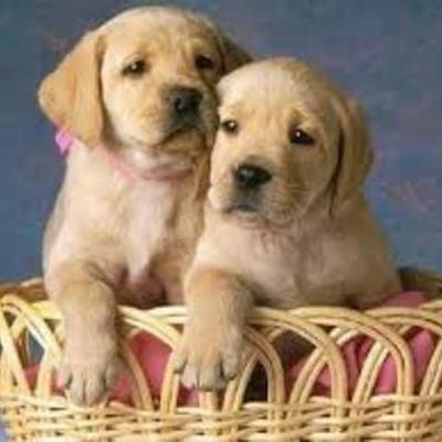 Timeline: Los perros