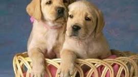 Timeline: Los perros