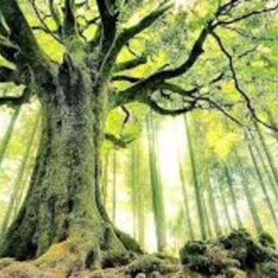 Timeline: Arboles ancestrales