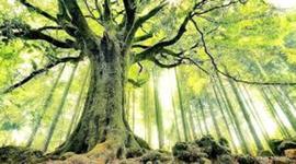 Timeline: Arboles ancestrales