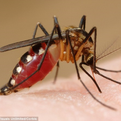 Timeline: Chikungunya