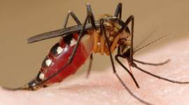 Timeline: Chikungunya