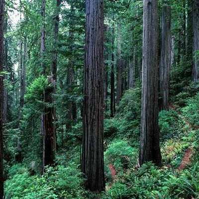 Timeline: Ecosystems Unit 1