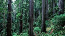 Timeline: Ecosystems Unit 1