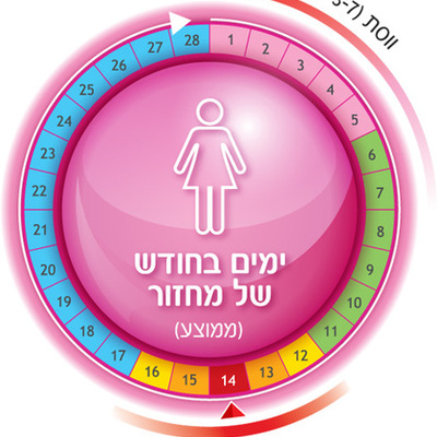 Timeline: מחזור הווסת