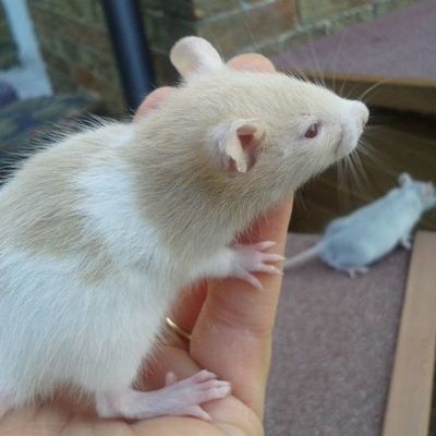 Timeline: Comunications