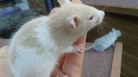 Timeline: Comunications