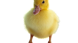 Timeline: Biografía de Katty Orjuela