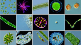 Timeline: historia de la microbiologia