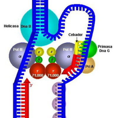 Timeline: Historia de la Genética