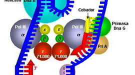 Timeline: Historia de la Genética