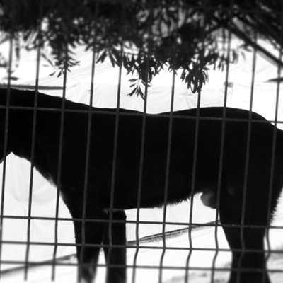 Timeline: Historia del Rescate Animal en Ecuador