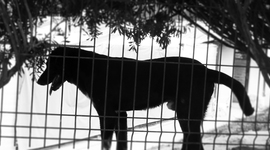 Timeline: Historia del Rescate Animal en Ecuador