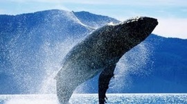 Timeline: Historia de los animales