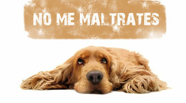 Timeline: El Maltrato Animal