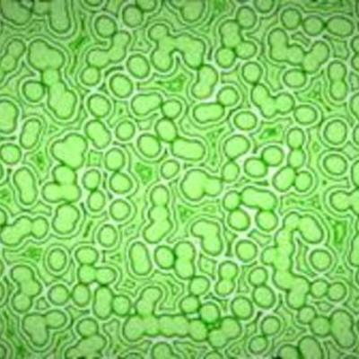 Timeline: Spontaneous Generation