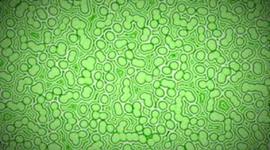 Timeline: Spontaneous Generation