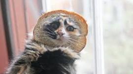 Timeline: How to make toast.