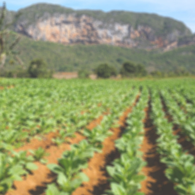 Timeline: Tobacco in the 1700s - RTHS PE P3