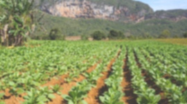 Timeline: Tobacco in the 1700s - RTHS PE P3