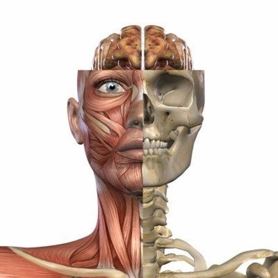 Timeline: Historia de la anatomía