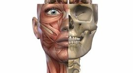 Timeline: Historia de la anatomía