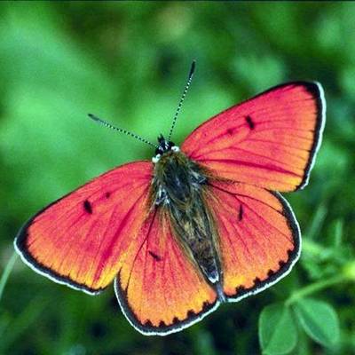 Timeline: The Life Cycle of a Butterfly