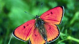 Timeline: The Life Cycle of a Butterfly