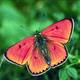 Reddish butterfly