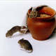 Spontaneous generation of mice