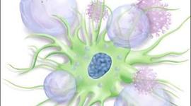 Timeline: DESARROLLO DE LA INMUNOLOGIA