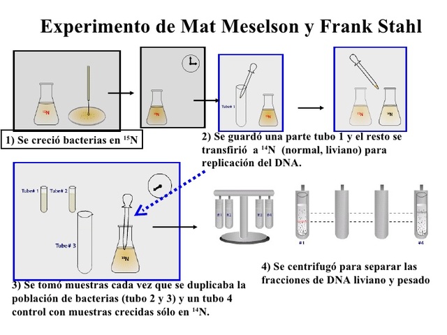 Esperimento Di Meselson E Stahl