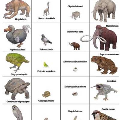 Timeline: 15 especies extintos en los últimos 250 años