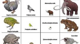 Timeline: 15 especies extintos en los últimos 250 años