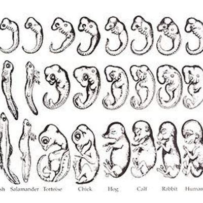 Timeline: Biología del desarrollo