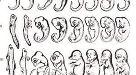 Timeline: Biología del desarrollo